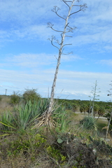 Agave sisalana
