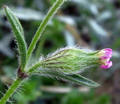 Silene sclerocarpa