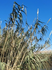 Arundo donax