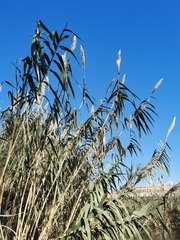Arundo donax