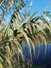 Arundo donax