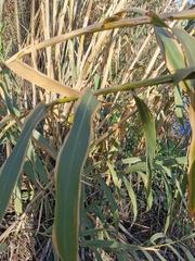 Arundo donax