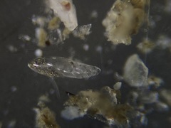 Bolivina pacifica