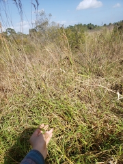 Urochloa mutica