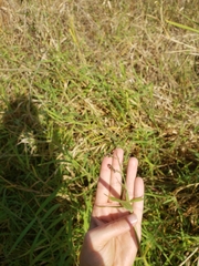 Urochloa mutica