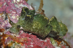 Elysia nigropunctata