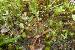Drosera rotundifolia