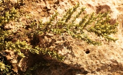 Artemisia caerulescens gallica