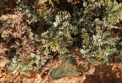 Artemisia caerulescens gallica