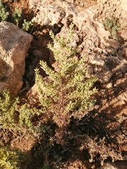 Artemisia caerulescens gallica