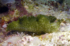 Elysia nigropunctata