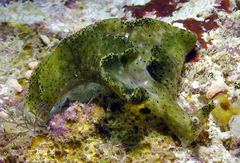 Elysia nigropunctata