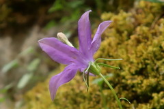 Campanula arvatica