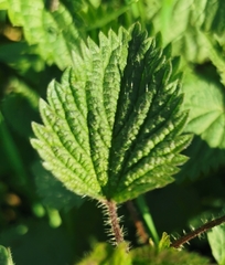 Urtica dioica
