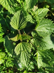Urtica dioica