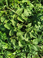 Urtica dioica