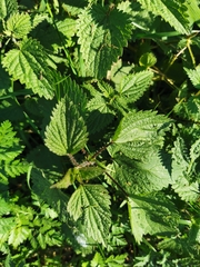 Urtica dioica