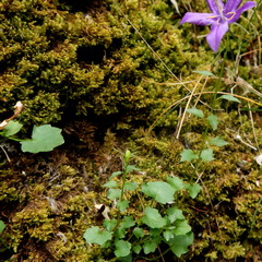 Campanula arvatica