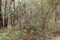 Banksia saxicola