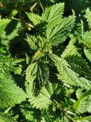 Urtica dioica