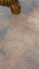 Ichthyosaura alpestris alpestris