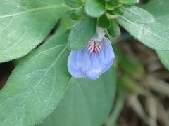 Justicia petiolaris