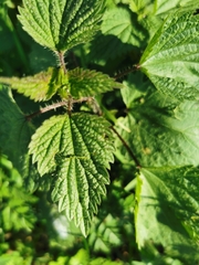Urtica dioica