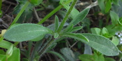 Silene sclerocarpa