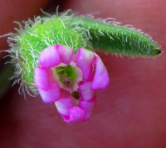 Silene sclerocarpa
