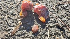 Diospyros virginiana