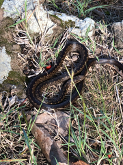 Alsophis rufiventris