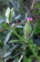 Silene sclerocarpa