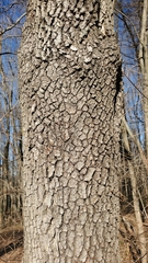 Diospyros virginiana