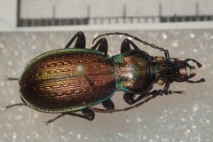 Carabus macrogonus akkusensis