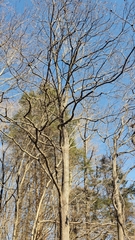 Diospyros virginiana