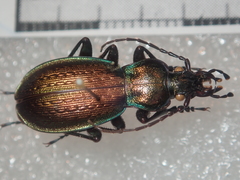 Carabus macrogonus akkusensis