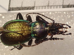 Carabus macrogonus akkusensis