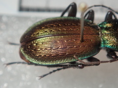 Carabus macrogonus akkusensis