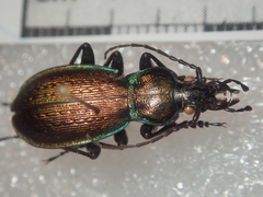 Carabus macrogonus akkusensis