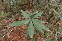 Banksia saxicola