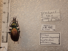 Carabus macrogonus akkusensis
