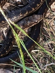 Alsophis rufiventris