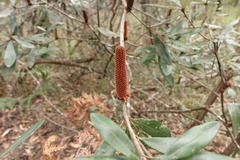 Banksia saxicola