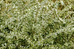 Gonopterodendron sarmientoi