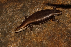 Trachylepis varia