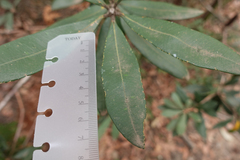 Banksia saxicola