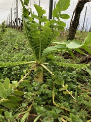 Raphanus raphanistrum