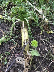 Raphanus raphanistrum