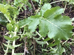 Raphanus raphanistrum