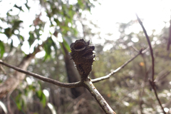 Banksia saxicola
